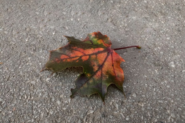 В центре Рязани высадили клены