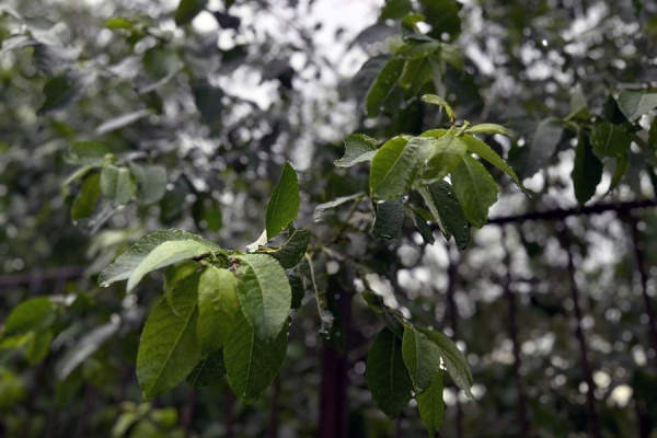 На улице Введенской высадили липы