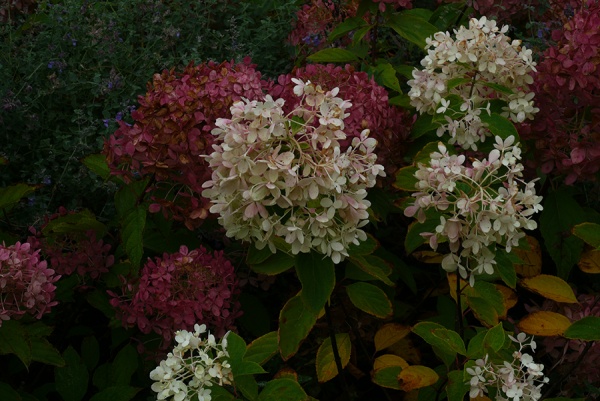 В центре Рязани высадили гортензии