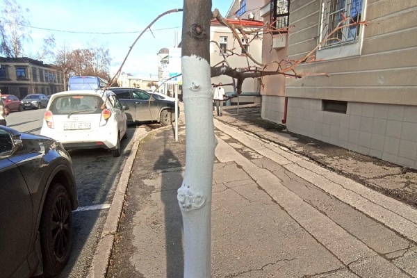 Накануне зимы в Рязани начали белить деревья