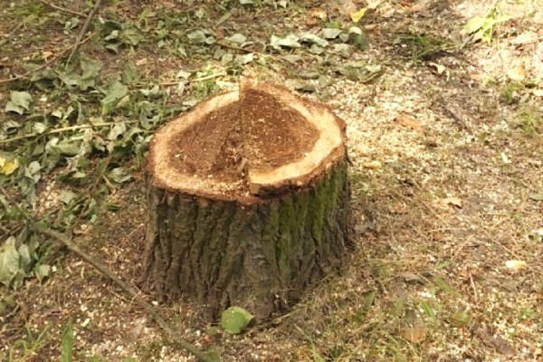 В Касимове начали санитарную рубку деревьев