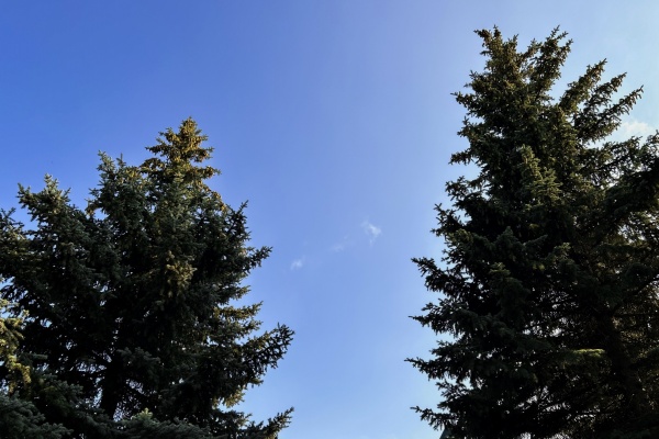 В Рязанской области усилили контроль за вырубкой ёлок