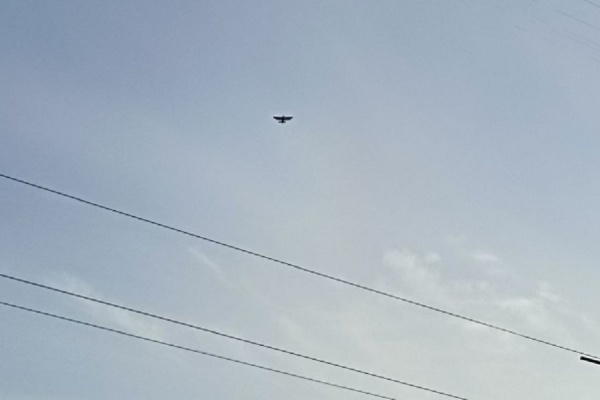 Шесть беспилотников сбито за ночь над регионом