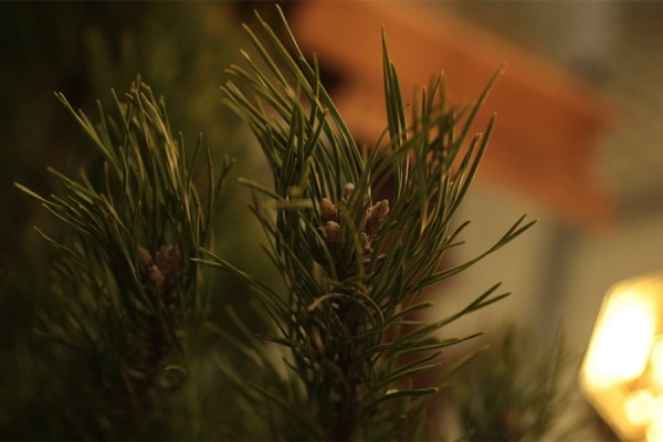 Рязанцы могут сдать новогоднюю елку на корм животным