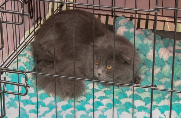 В Доме молодежи пройдет выставка-пристройство кошек и собак