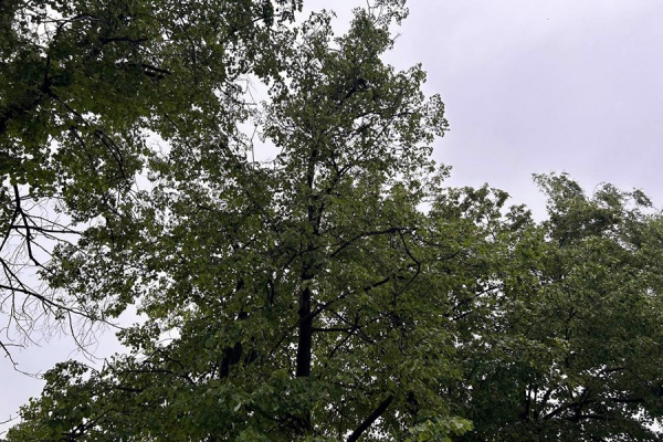 В ЦПКиО спилят аварийные и сухие деревья