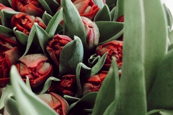 На Рязанской ВДНХ открылся цветочный маркет