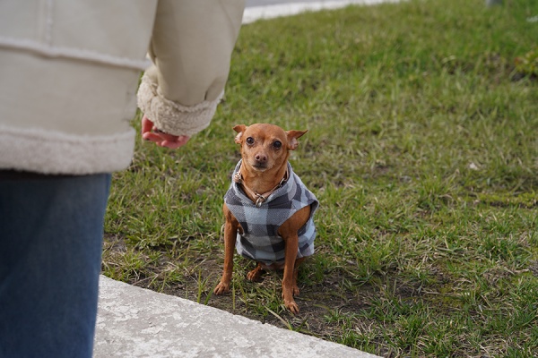 Рязанцы могут приютить питомца на выставке «Пойдем домой»