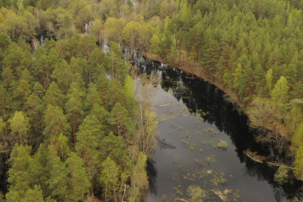 Бобры начали заселять восстановленные водоемы в Окском заповеднике