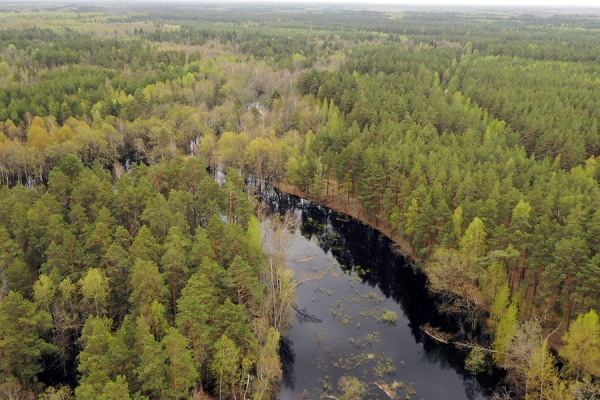 С начала года в лесах Рязанской области заблудились 15 человек