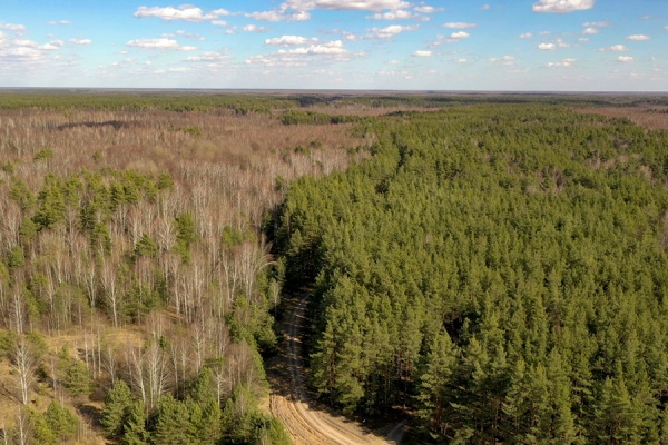 Восстановление лесов в регионе идет с опережением графика