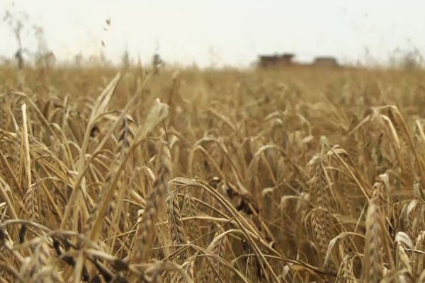 Передовикам агропромышленного комплекса вручили награды