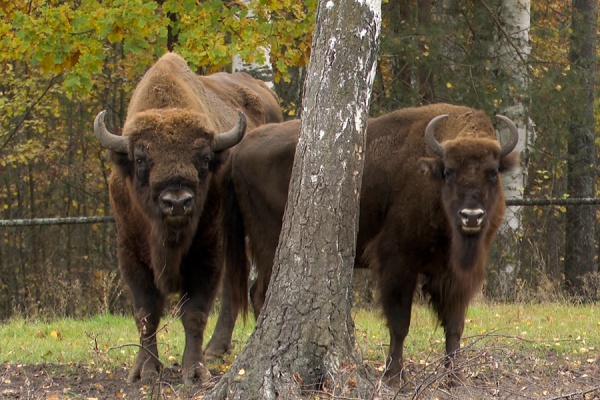 5 зубрят родились в этом году в питомнике Окского заповедника
