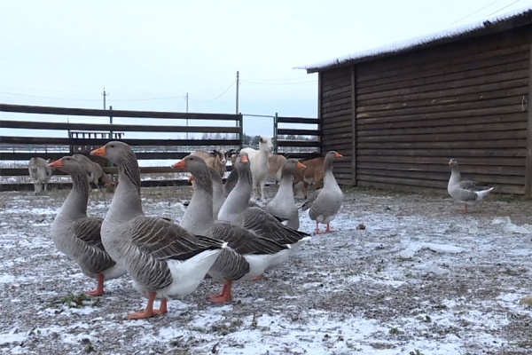 В Касимове планируют открыть экоферму