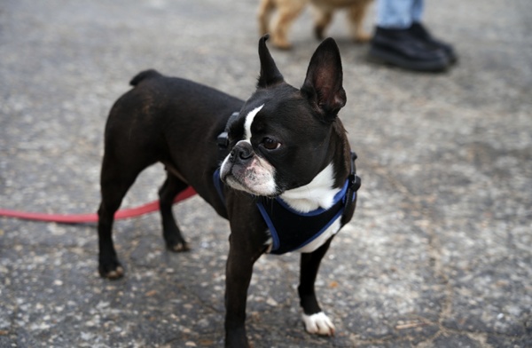 «Хвостатый Новый год» проведут в Рязани