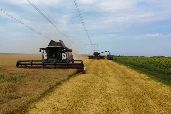В регионе побили рекорды по урожаю и производству молока
