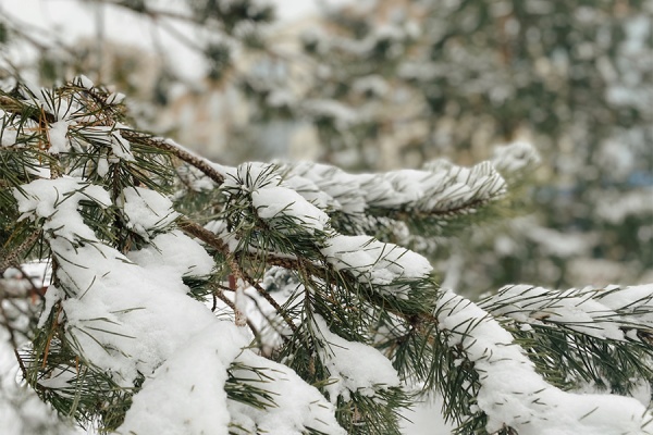 Рязанская область окажется во власти снежного циклона