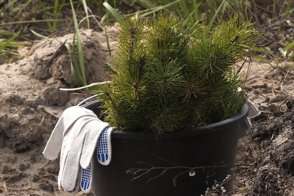 За год в лесах Рязанской области высадили более 6 миллионов деревьев