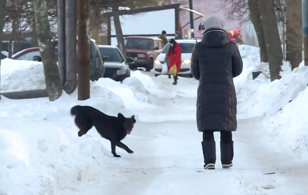 В Дубровичах проверят организацию отлова безнадзорных животных