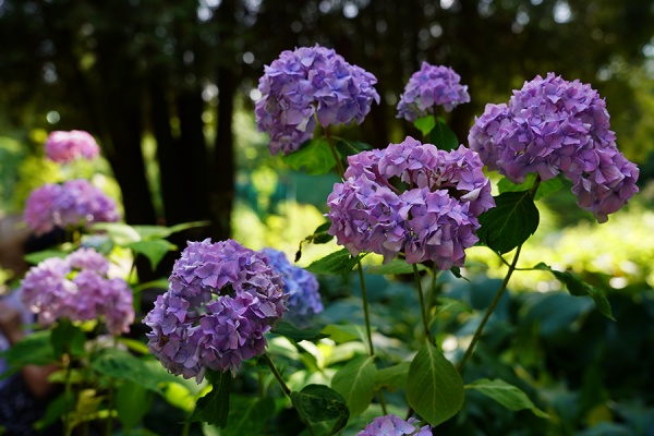 Свыше 1,2 миллиона цветов высадят в Рязани