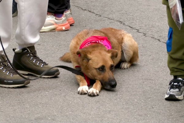 Студенты-кинологи помогают бездомным животным найти семью
