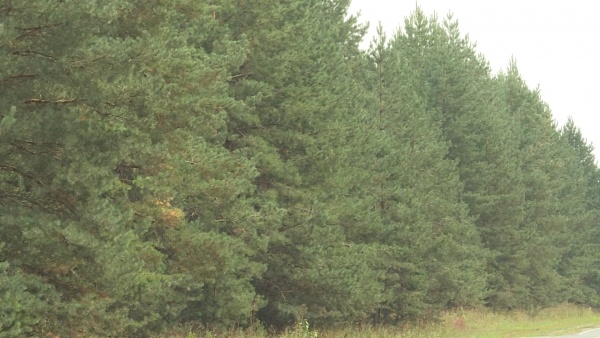 Пожароопасный сезон начался в Рязанской области