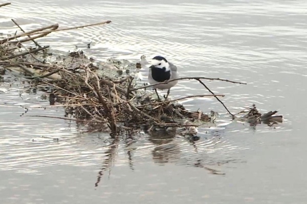 До 433 см поднялся уровень воды в Оке в черте Рязани