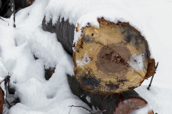 Из-за непогоды в Рязани повалились 26 деревьев