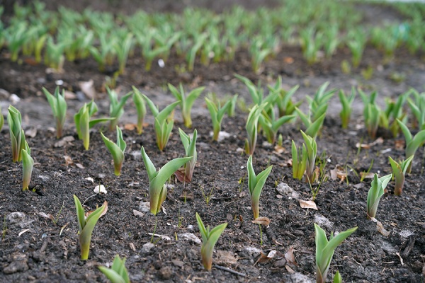В Рязани откроется ярмарка «Сад-огород»