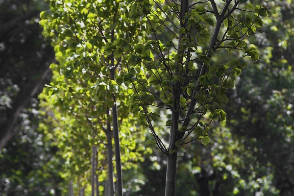 В апреле в регионе высадят более 2,5 тысяч деревьев