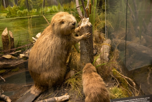 В Рязани открылась выставка-интерактив об эволюции животных