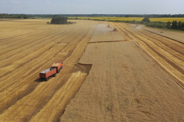 Посевная площадь в регионе выросла на 9% за пять лет