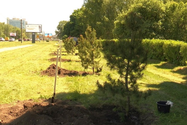 На Московском шоссе появилась кедровая аллея